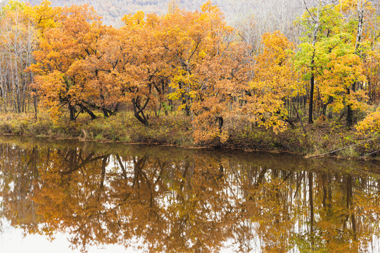 秋季河流树林金色