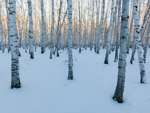 冬天的白桦树林清晨