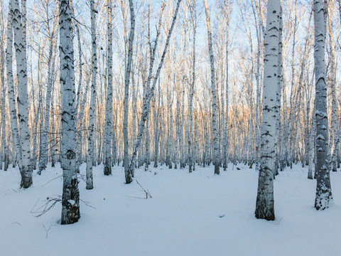 冬季清晨白桦林