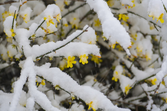 凌寒傲雪的迎春花