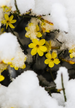 凌寒傲雪的迎春花