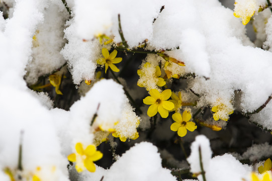 凌寒傲雪的迎春花