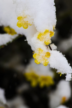 凌寒傲雪的迎春花