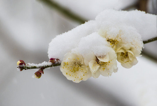 梅花傲雪梅报新春