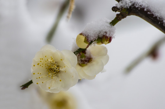 梅花傲雪梅报新春