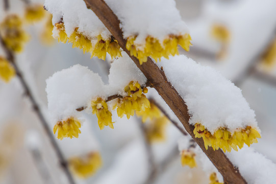 蜡梅傲雪