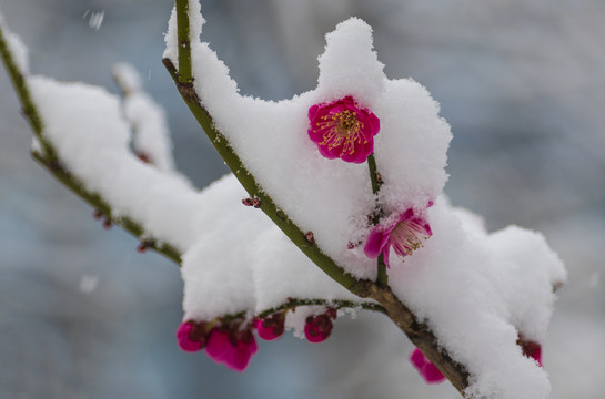 红梅傲雪梅报新春