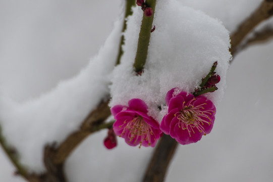 红梅傲雪梅报新春