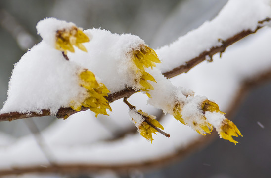 蜡梅傲雪