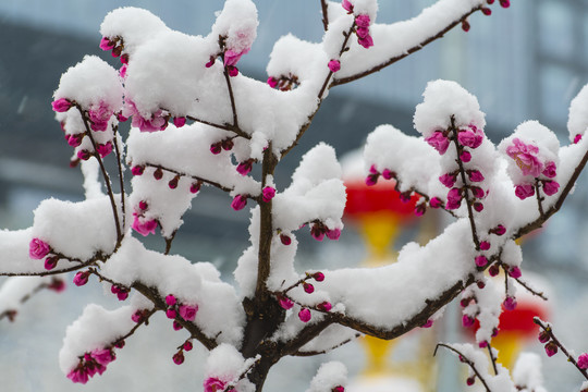 红梅傲雪梅报新春