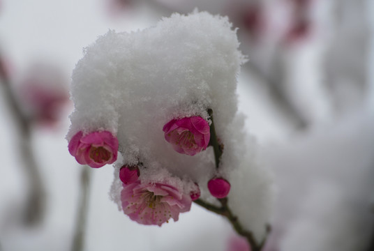 红梅傲雪梅报新春