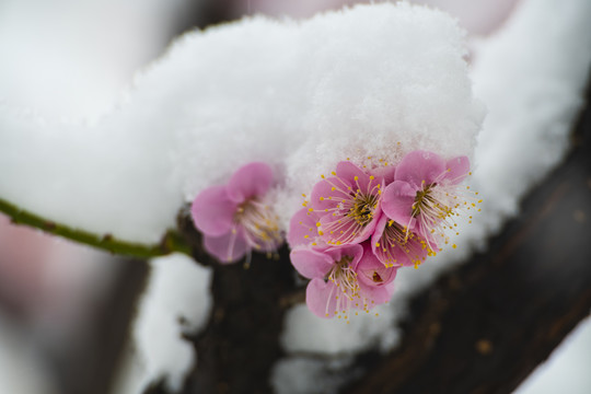 红梅傲雪梅报新春