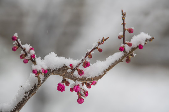 红梅傲雪梅报新春