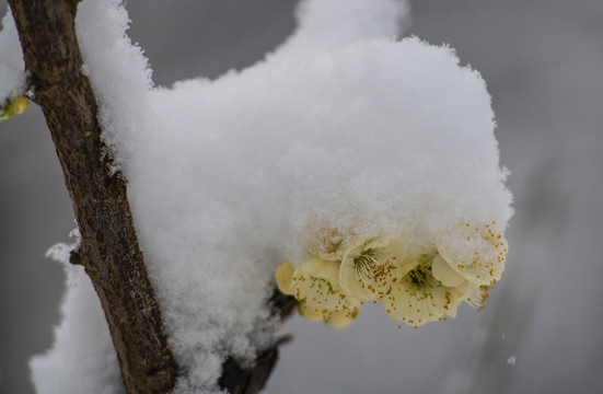 梅花傲雪梅报新春