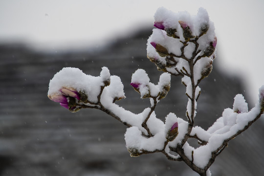 玉兰傲雪玉兰报春