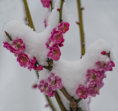 红梅傲雪梅报新春