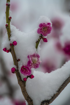 红梅傲雪梅报新春