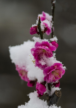 红梅傲雪梅报新春