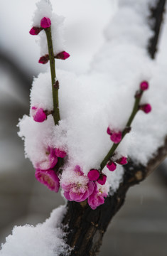 红梅傲雪梅报新春