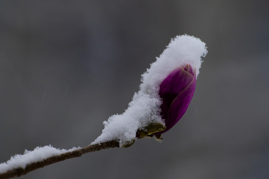 玉兰傲雪玉兰报春