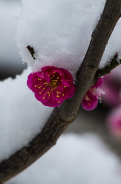 红梅傲雪梅报新春