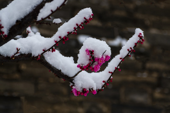 红梅傲雪梅报新春