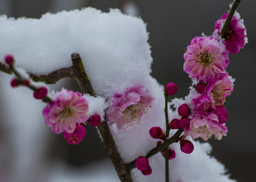 红梅傲雪梅报新春