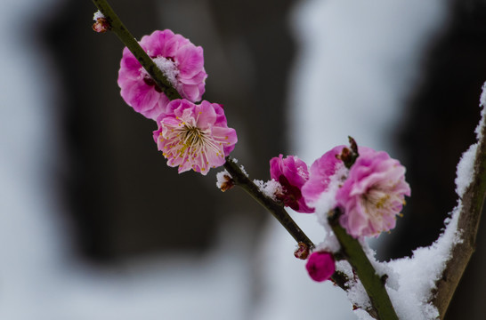 红梅傲雪梅报新春