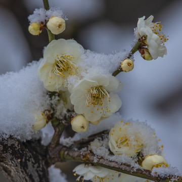 梅花傲雪梅报新春