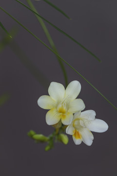 香雪兰