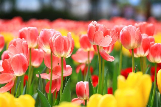 郁金香花海