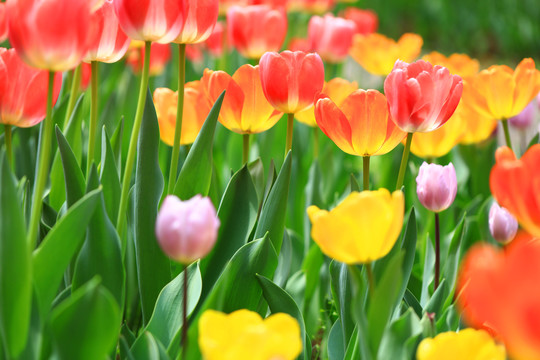 郁金香花海