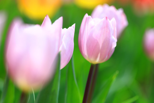 郁金香花海