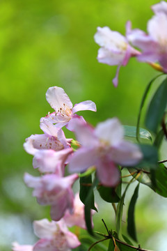 杜鹃花