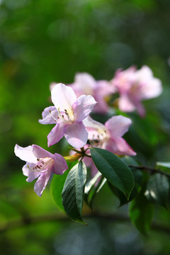 杜鹃花