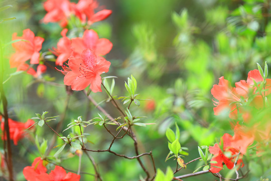 杜鹃花