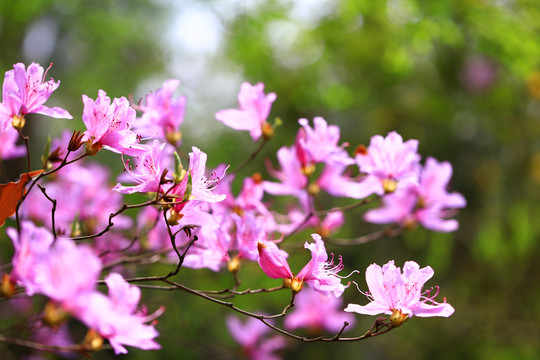 紫色杜鹃花