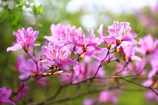 紫色杜鹃花