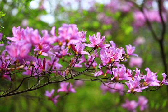 紫色杜鹃花