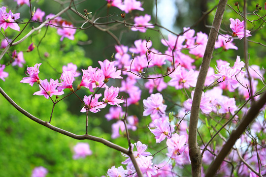 紫色杜鹃花