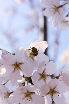 樱花