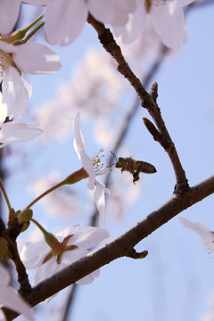 樱花