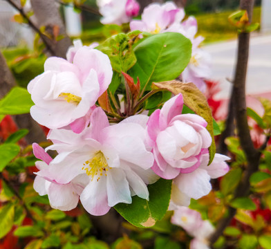 苹果花开特写