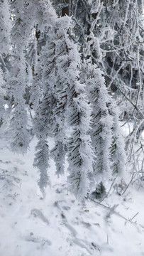 仙女山雪景