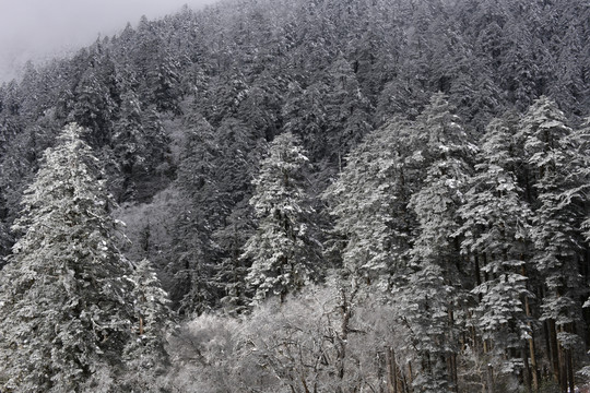 雪山森林