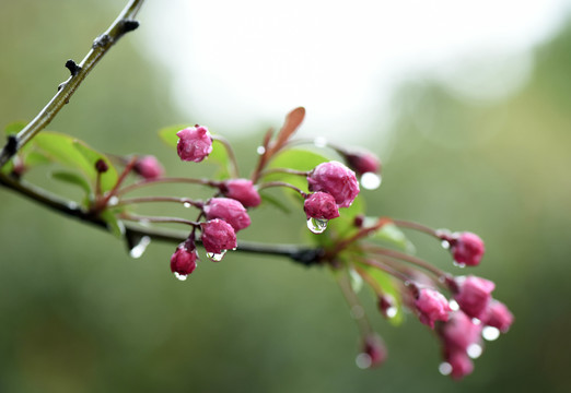 春雨润无声