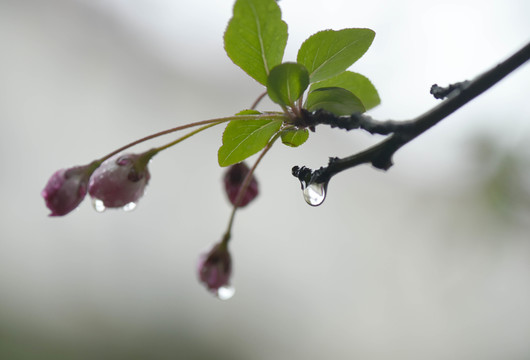 春雨润无声