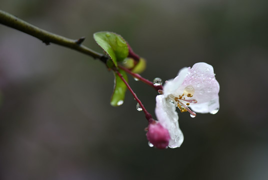 春雨润无声