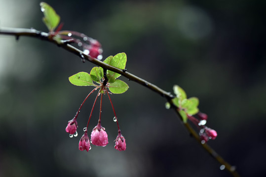 春雨润无声