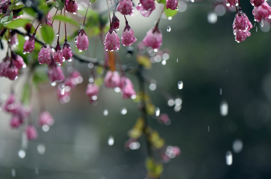 春雨润无声